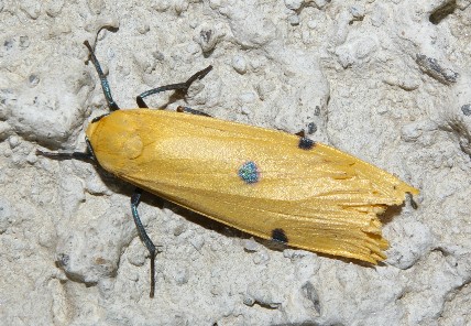 Farfalla notturna ma vista a mezzogiorno: Lithosia quadra